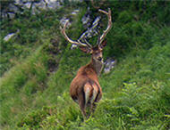 Venado