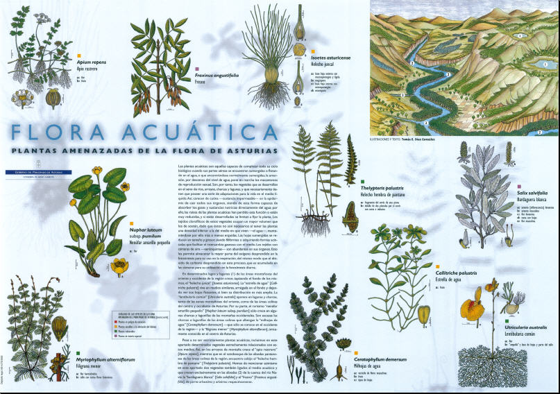 Poster Flora acuática.jp