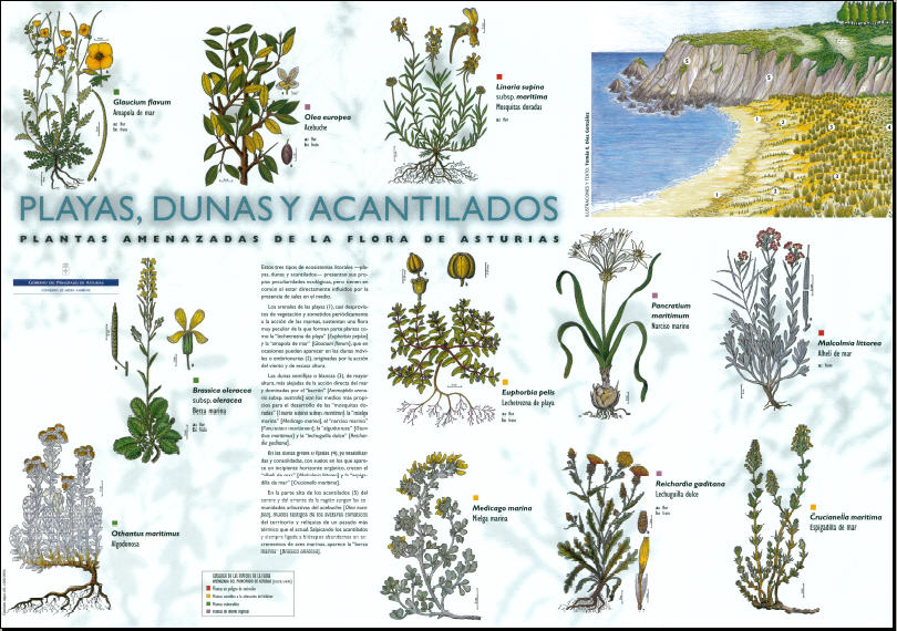 Poster de flora amenazada de playas dunas y acantilados.jp