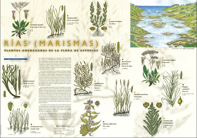 Poster flora amenazada de rías.jp