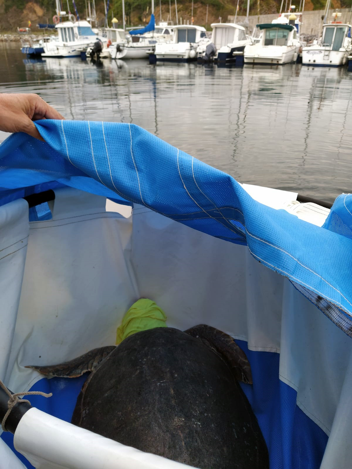 Imagen - El Principado libera una tortuga boba recogida en junio a 20 millas de la costa