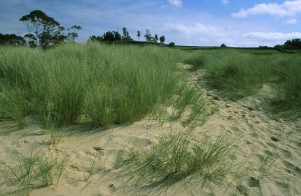 Dunas de Rodiles . Copyright J.F. Sánchez Díaz