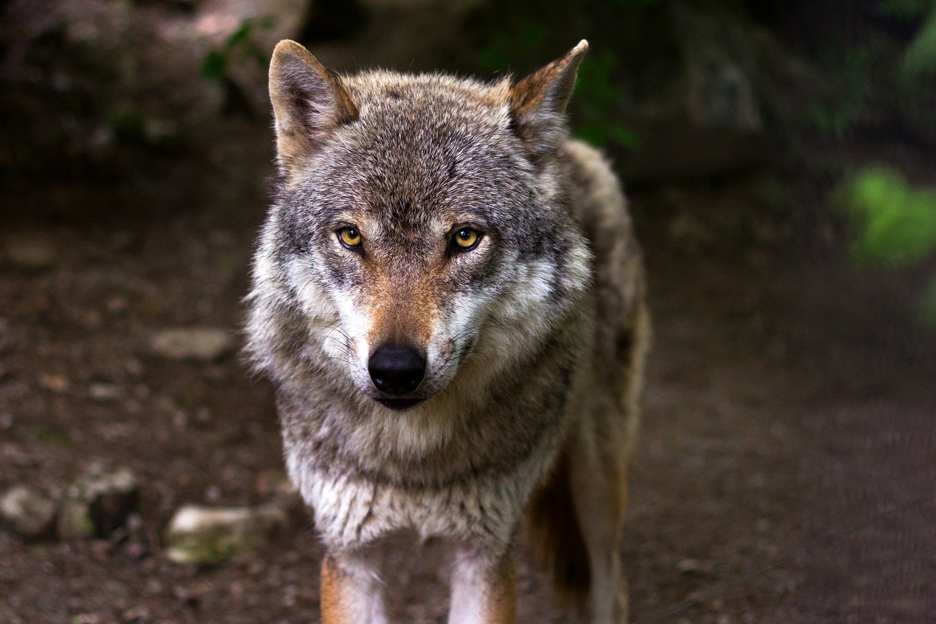Imagen - Medio Rural saca a información pública la modificación del II Plan de Gestión del Lobo